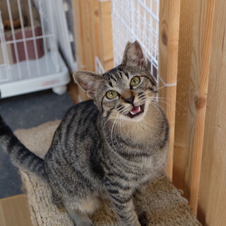 やんちゃで好奇心旺盛なミナコちゃん。