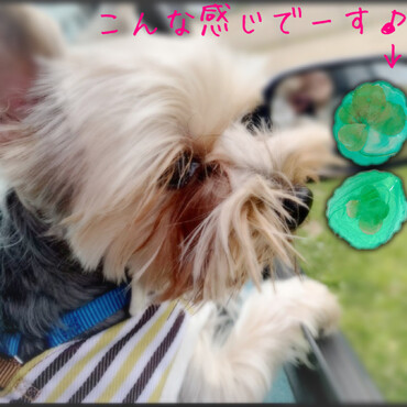 Gintaさんへ　四葉のクローバーを乾かした後レジンで綺麗に保存できますよ！
