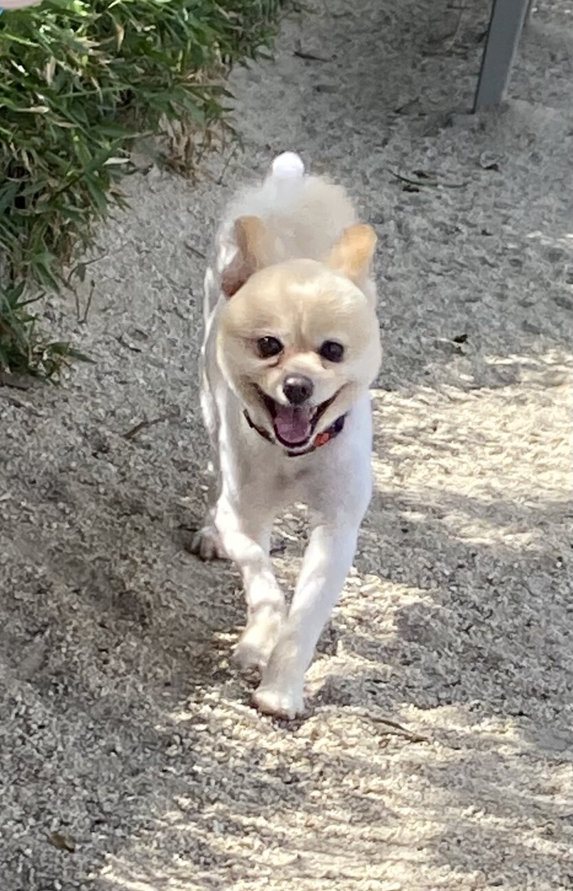 かまってちゃんなポメの男の子 埼玉県 犬の里親募集 ペットのおうち 月間利用者150万人