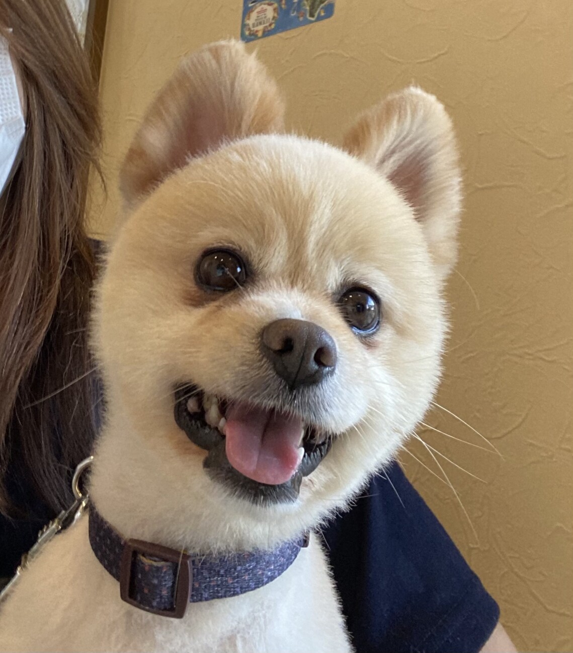 かまってちゃんなポメの男の子 埼玉県 犬の里親募集 ペットのおうち 月間利用者150万人