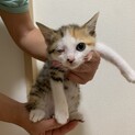 里親決まりました！ありがとうございました！！