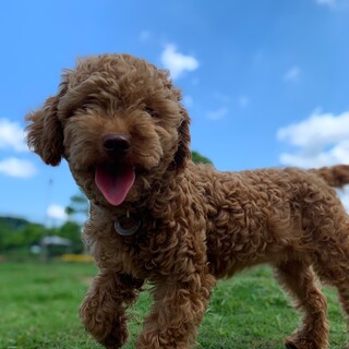 -応募多数につき一旦停止-「モジャ美」ちゃん