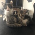 黒猫さん残り1匹の里親様を募集いたします