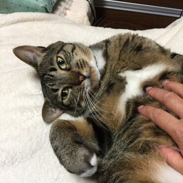 ベルクにーたん、僕も少しだけカミナリ怖いんだー(^^;)