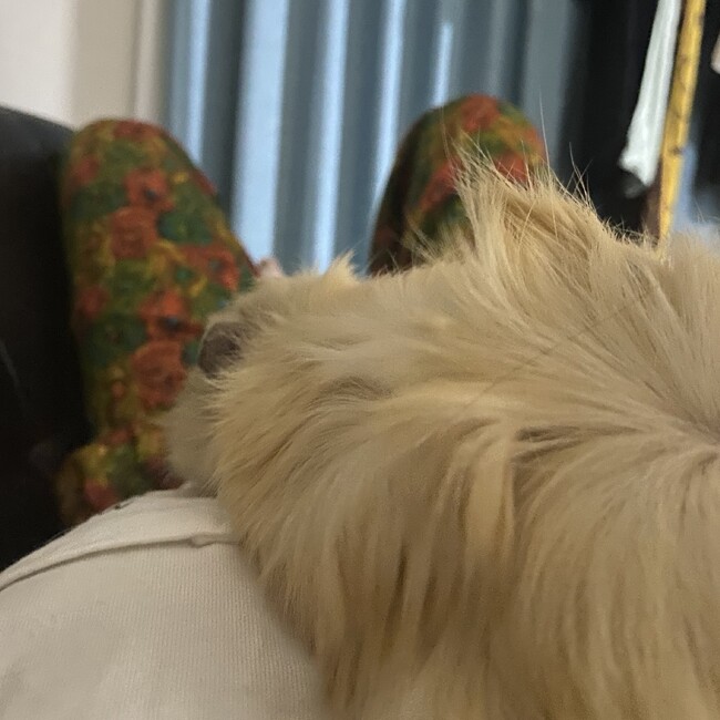 さえちむのカバー写真