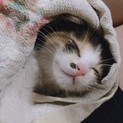 鼻の下の模様がチャームポイントの三毛猫ちゃん
