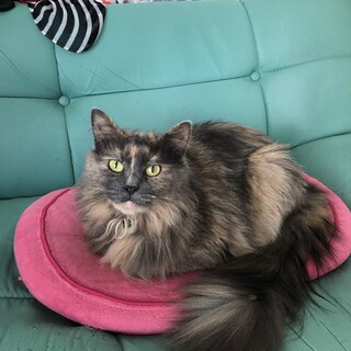 メインクーンのさくらちゃん