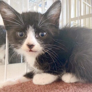 6/20西千葉ෆ⃛黒白４兄妹ෆ⃛「カイくん」