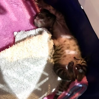 生後間もない子猫の里親を探しています。