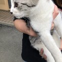 懐っこくて綺麗な仔猫です！