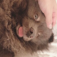 こむぎ