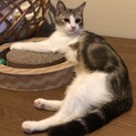 トライアルになりました。