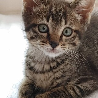 モデルみたいな猫ちゃん