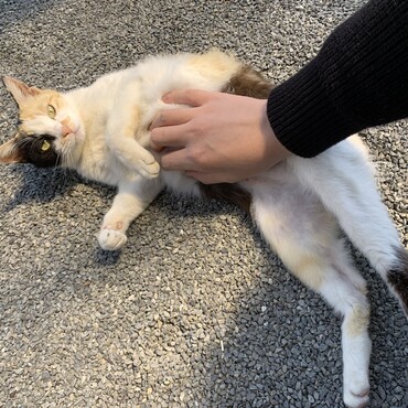 よもぎのママ。お腹を触られるのが好きです。