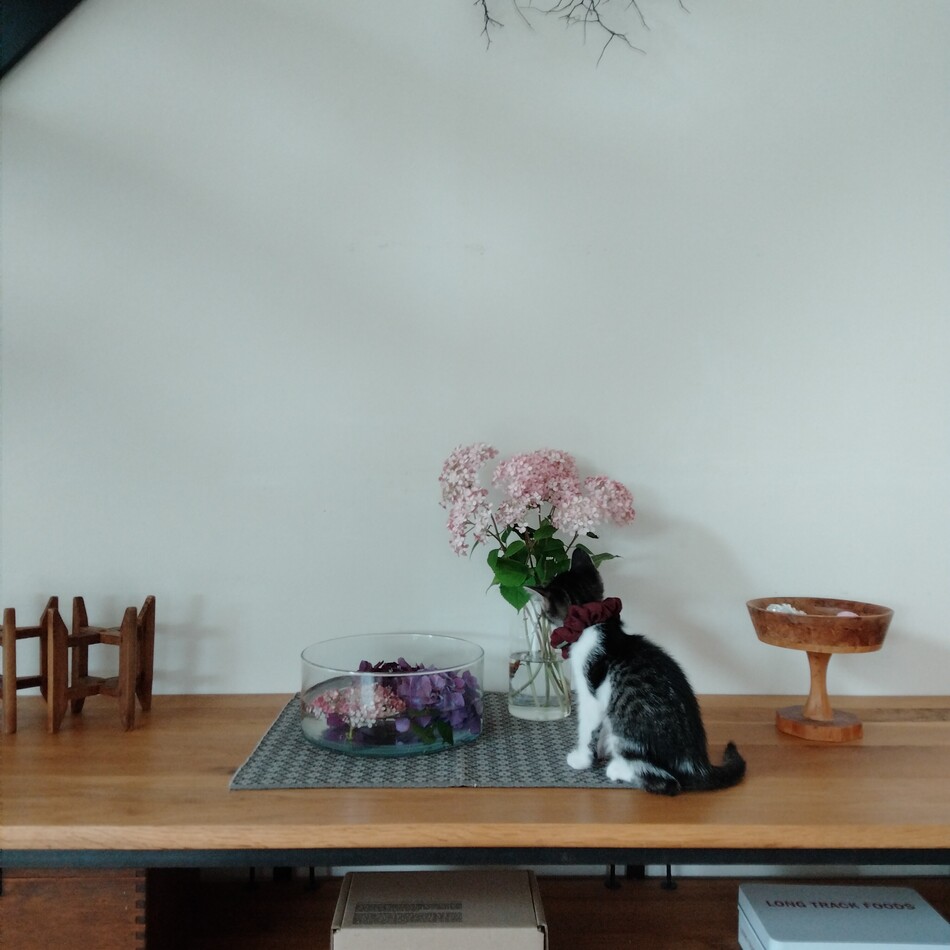 あずきのカバー写真