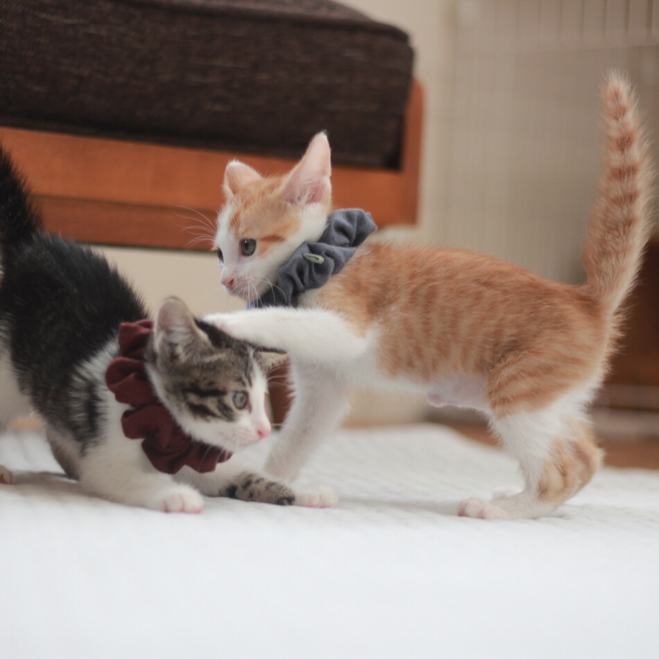 うりのカバー写真