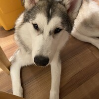 ティア