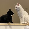 あやカントリーマアム