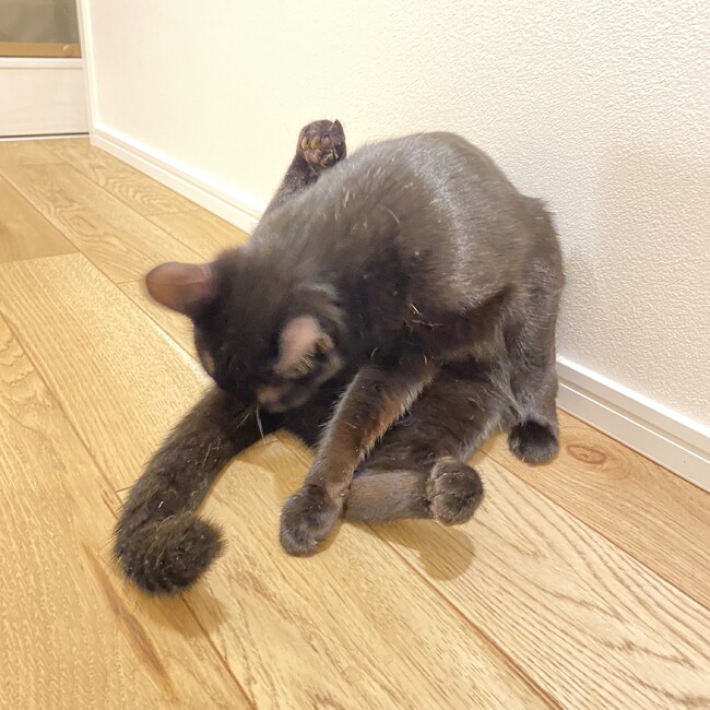あやカントリーマアムのカバー写真