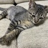 人が大好き、とっても甘えたなキジ君です❣️ サムネイル5