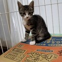 可愛いキジ白の女の仔猫です