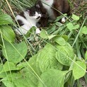 2ヶ月未満　元気な白黒子猫4匹