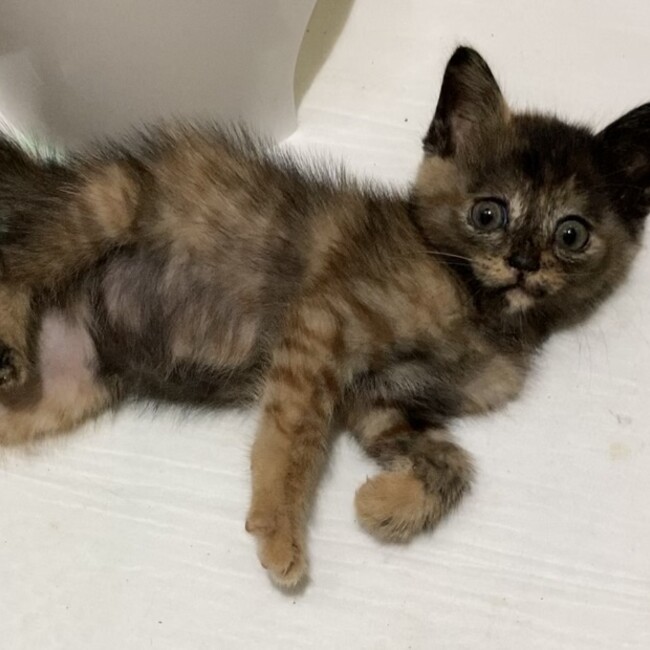 りょうぶーのカバー写真