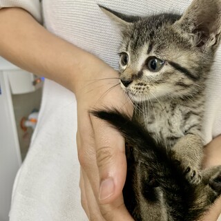 里親さま決まりました☆