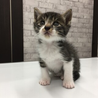 甘えん坊の黒キジ×白の男の子