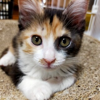 譲渡決定︰綺麗なサビミケちゃん❤