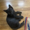 黒猫の男の子里親募集