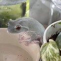 受付終了。モリアオガエル　メス