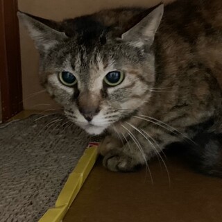 手術済　麦わらメス猫の里親募集終了!!