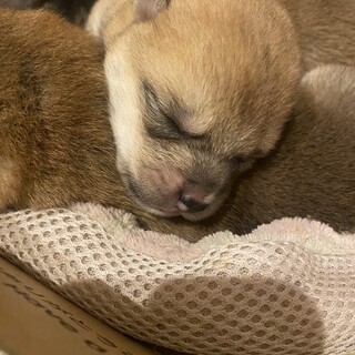 とっても人懐っこくて寂しがり屋！赤柴、女の子！！