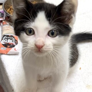 cat-M1037 可愛いはちわれニャン♪