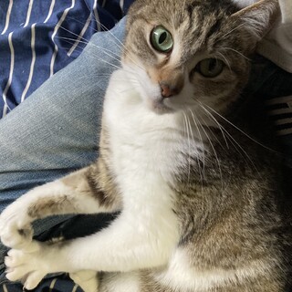 甘えん坊さんです。キジシロさんです。