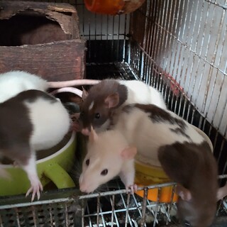 ラット2021年3月生まれ