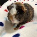 応募者複数のため一旦締め切らせていただきます！