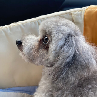 リコの家族を募集します