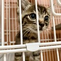 目がクリっクリのかわいい男の子