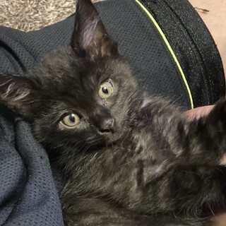 募集一時停止⭐️フワフワの半長毛男子エレ