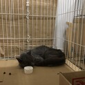 灰色の毛並み　成猫