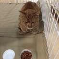 茶トラ 