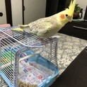 里親決まりました。応募ありがとうございました。