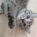 生後1ヶ月半♡元気いっぱい人馴れにゃんこ♡