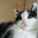 里親さん募集　仲良し兄妹一緒に
