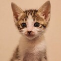 保護猫さん4匹の里親募集