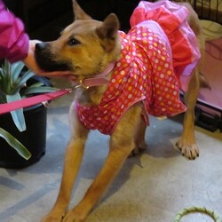 モッくん雨の日スタイル