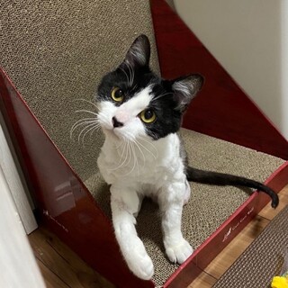3本足になったちかちゃん