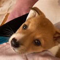 トライアル決定！mixオスとても賢く甘えん坊です。